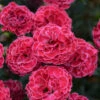 Fruit Punch® 'Raspberry Ruffles' Dianthus -Great Garden Plants 01428a1bfc445e9edf4f1d36954bbc18