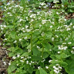 'Betty Bowring' Siberian Bugloss -Great Garden Plants 050414gbv002BrunneramacrophyllaBettyBowring 800x800 bc6a98a
