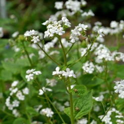 'Betty Bowring' Siberian Bugloss -Great Garden Plants 050414gbv003BrunneramacrophyllaBettyBowring 800x800 5c94732