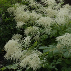Goatsbeard -Great Garden Plants 0824a22ae2f32d6ef4eb03426428965e