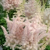 'Milk And Honey' Astilbe -Great Garden Plants 090417gbv103AstilbechinensisMilkandHoney 800x800 91afdf1
