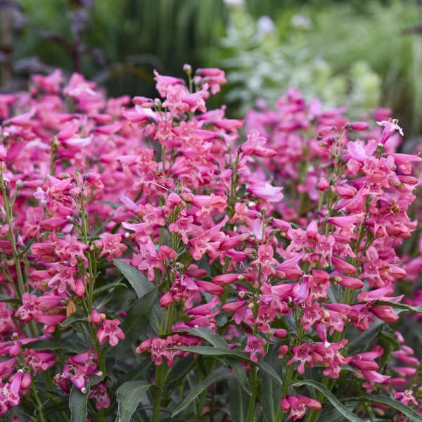Bejeweled™ 'Pink Pearls' Beardtongue 4 Bejeweled™ 'Pink Pearls' Beardtongue - Image 2