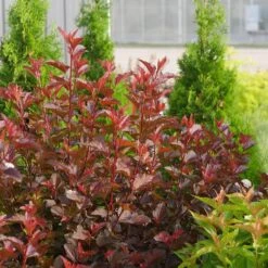 Ginger Wine® Ninebark -Great Garden Plants 1034 4523 popup sw