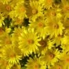 'Gold Nugget' Ice Plant 1 'Gold Nugget' Ice Plant -Great Garden Plants 115 1057 popup sw