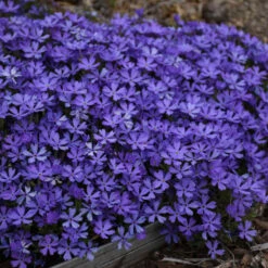 'Violet Pinwheels' Creeping Phlox 8 'Violet Pinwheels' Creeping Phlox -Great Garden Plants 116ee91bcb827ca51607a57f7cd9bae9