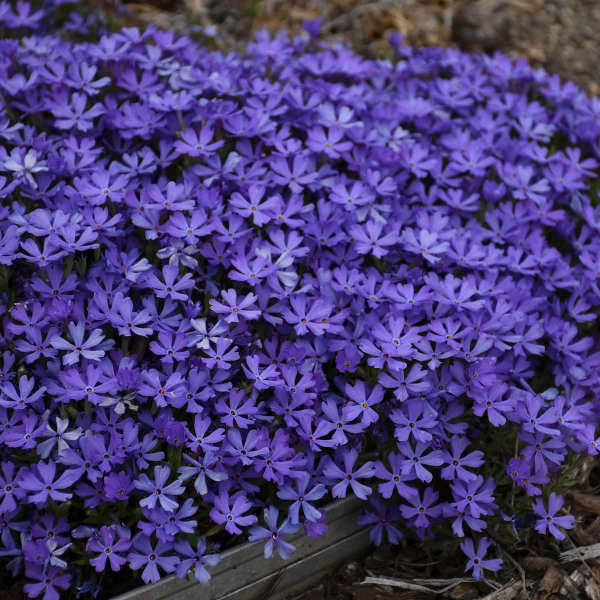 'Violet Pinwheels' Creeping Phlox 5 'Violet Pinwheels' Creeping Phlox - Image 4