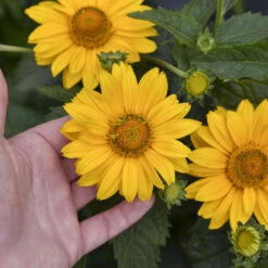 Tuscan Gold™ False Sunflower 9 Tuscan Gold™ False Sunflower -Great Garden Plants 11b3c7bafa35c699d5a58be11810103a