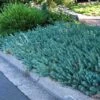 'Blue Spruce' Stonecrop -Great Garden Plants 120 2413 popup sw