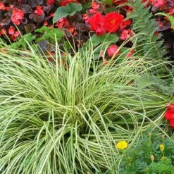 Great Garden Plants -Great Garden Plants 128 990 popup