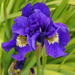 'Concord Crush' Siberian Iris -Great Garden Plants 150609gbo034IrisConcordCrush 800x800 7f1f261