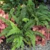 Korean Tassel Fern -Great Garden Plants 152 1266 popup sw
