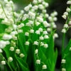 Lily Of The Valley -Great Garden Plants 176 convallaria lily of the valley 1