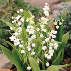 Lily Of The Valley -Great Garden Plants 176 convallaria lily of the valley 3