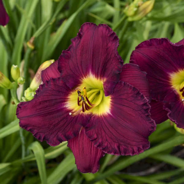 Rainbow Rhythm® 'Nosferatu' Daylily 3 Rainbow Rhythm® 'Nosferatu' Daylily