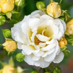 Popcorn Drift® Rose