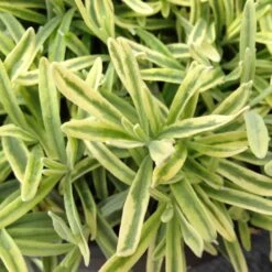 Platinum Blonde™ Lavender -Great Garden Plants 1c4d5d0c57f3e2ff29f53535200031e0 828a6724 f91d 4b41 a3af 3860b25b2c8c