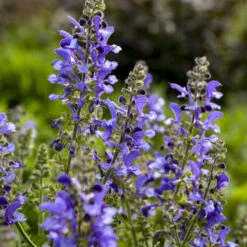 Living Large™ Big Sky Salvia 8 Living Large™ Big Sky Salvia -Great Garden Plants 1d57ccc8c8b97238f0b12807d303e1b8