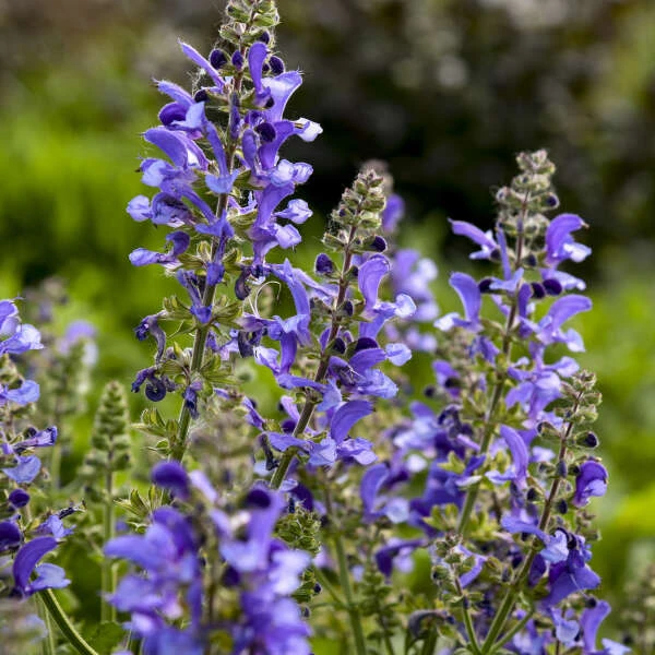 Living Large™ Big Sky Salvia 5 Living Large™ Big Sky Salvia - Image 3