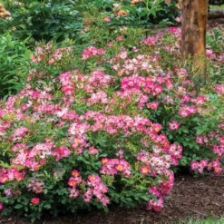Pink Drift® Rose -Great Garden Plants 2