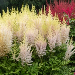 'Milk And Honey' Astilbe -Great Garden Plants 200630gbo002AstilbeMilkandHoney 800x800 eb98305