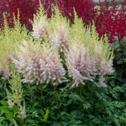 'Milk And Honey' Astilbe -Great Garden Plants 220701gbo051AstilbeMilkandHoney 800x800 975ced0