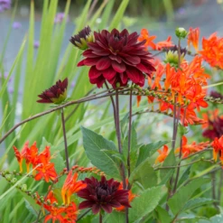 'Arabian Night' Dahlia