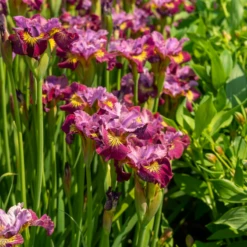 'Miss Apple' Siberian Iris -Great Garden Plants 230607gbo114IrissibiricaMissApple 800x800 a4777d0