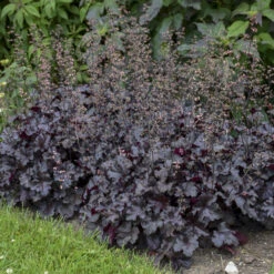 Primo® 'Black Pearl' Coral Bells -Great Garden Plants 234311fe02f8cbe5d77e9596f4626150