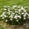 Totally Stoked™ 'Whitecaps' Stoke's Aster -Great Garden Plants 248aa6b225f245732e87d243f732f62f