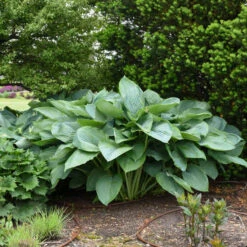 Shadowland® 'Empress Wu' Hosta -Great Garden Plants 265d8e14c758a02e4d6a055b09c0bb5d