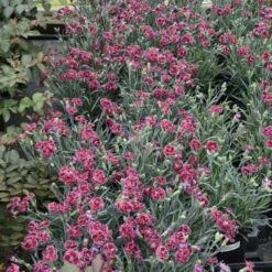 Fruit Punch® 'Black Cherry Frost' Dianthus -Great Garden Plants 2abdf933c70bf61f7f5db61c2d748d07