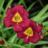 'Pardon Me' Daylily 1 'Pardon Me' Daylily -Great Garden Plants 2bde50f6efa219fdf9d85df1211685b5