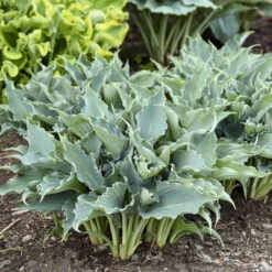 Shadowland® 'Waterslide' Hosta 13 Shadowland® 'Waterslide' Hosta -Great Garden Plants 2cd4c1b19f8358652dc0f5a422cfcb56