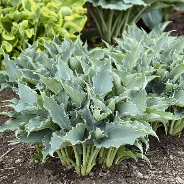 Shadowland® 'Waterslide' Hosta 7 Shadowland® 'Waterslide' Hosta - Image 5