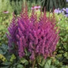 'Visions' Astilbe -Great Garden Plants 2db35c60f806c1758f52a7d4546ab044
