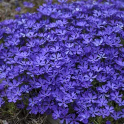 'Violet Pinwheels' Creeping Phlox 7 'Violet Pinwheels' Creeping Phlox -Great Garden Plants 2dbab699641a718b378d2e1c01eabb5f