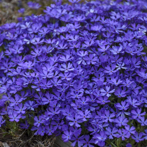 'Violet Pinwheels' Creeping Phlox 4 'Violet Pinwheels' Creeping Phlox - Image 3
