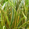 EverColor® 'Everglow' Sedge -Great Garden Plants 3578 2 07664.1561654536