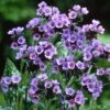'Trevi Fountain' Lungwort -Great Garden Plants 35 1030 popup