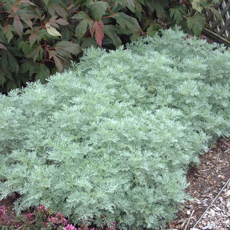 'Powis Castle' Wormwood 4 'Powis Castle' Wormwood - Image 2