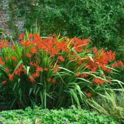 'Lucifer' Montbretia -Great Garden Plants 392 1137 popup sw