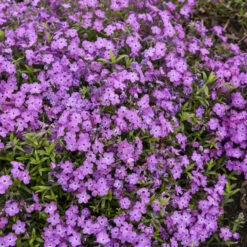 'Rose Sprite' Hybrid Spring Phlox -Great Garden Plants 39b557cd0d5b705709365772c97fa006