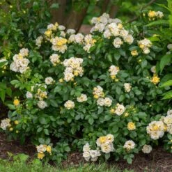 Popcorn Drift® Rose -Great Garden Plants 3 8d7de02e 2904 4b12 9aa9 60b98f6b6d12
