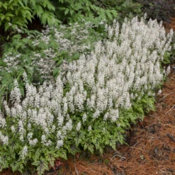 'Cutting Edge' Foamflower -Great Garden Plants 3d24347f0dec0e379f42dd24735788fc