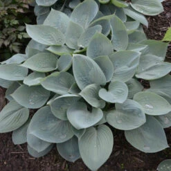 'Prairie Sky' Hosta -Great Garden Plants 3d3d067f8e561d54b991429ad4fe642f