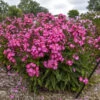 Luminary® 'Pink Lightning' Phlox 1 Luminary® 'Pink Lightning' Phlox -Great Garden Plants 3e2614674f78f6d114d1f8153011fcaf