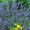 'Grosso' Lavender -Great Garden Plants 410 1185 popup sw