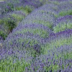'Grosso' Lavender -Great Garden Plants 410 1758 popup sw