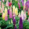 Lupine - Mixed Colors -Great Garden Plants 413 1190 popup