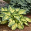 'My Fair Lady' Hosta -Great Garden Plants 41526c56ad3d8229db6d99b1e4b1a920
